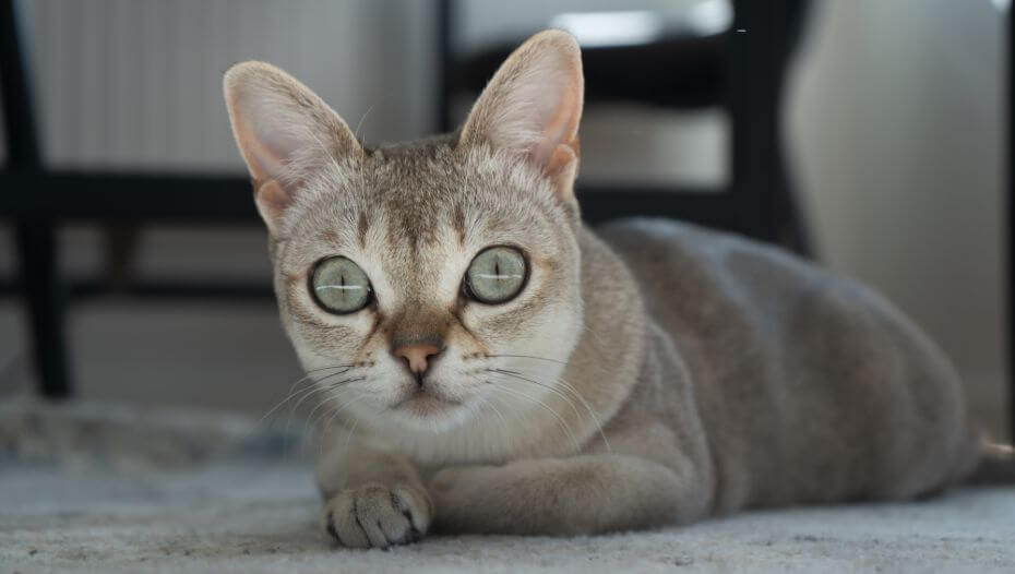 Singapura cat is lying on a carpet