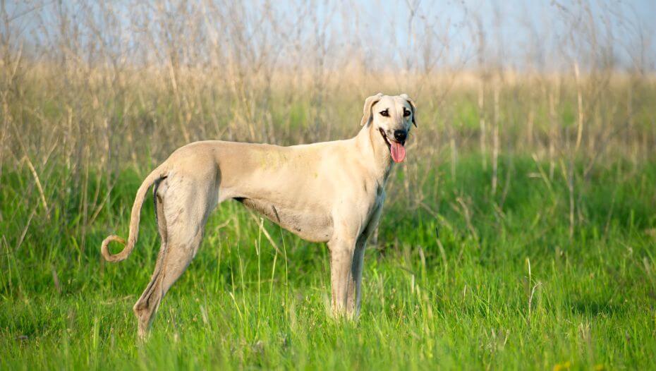 Sloughi standing in the field