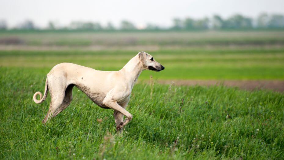Sloughi playing in the field
