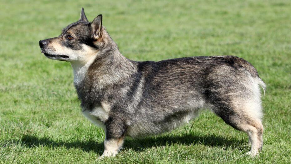 Swedish Vallhund standing on the grass