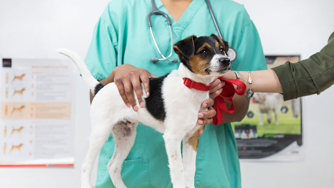 Пес на огляді у ветеринара
