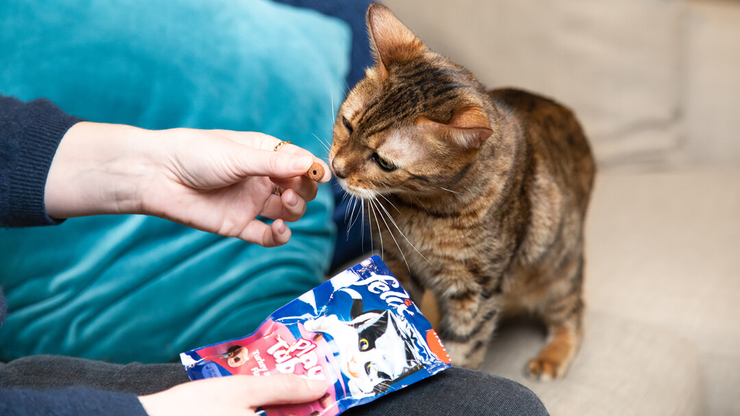 Cat enjoying a felix treat