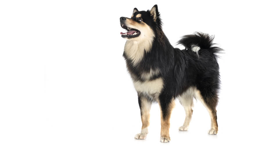 Finnish Lapphund