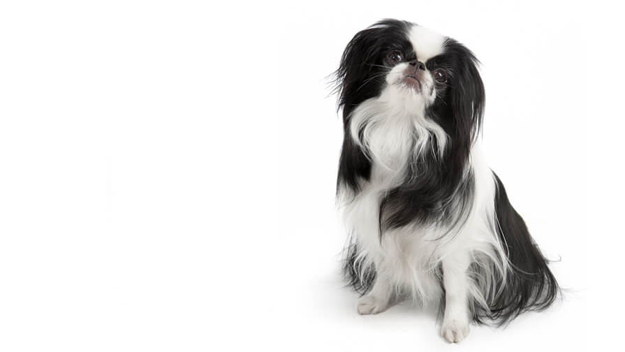 Japanese Chin