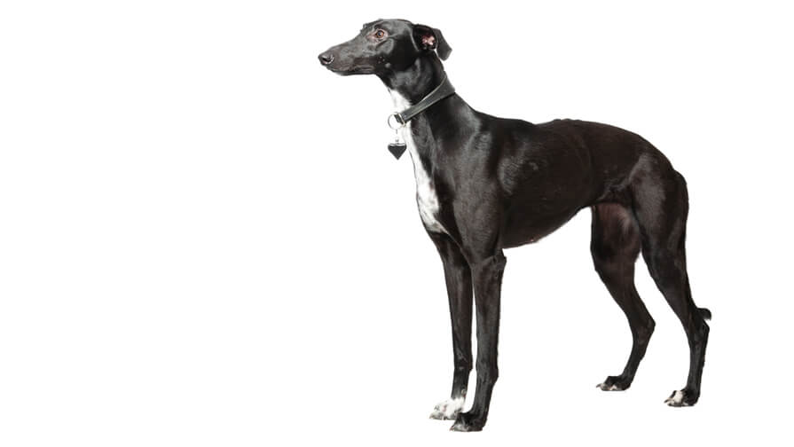 Whippet Desktop