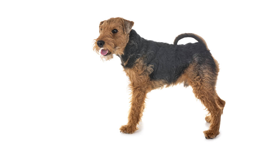 Welsh Terrier Desktop