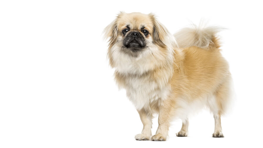 Tibetan Spaniel Desktop