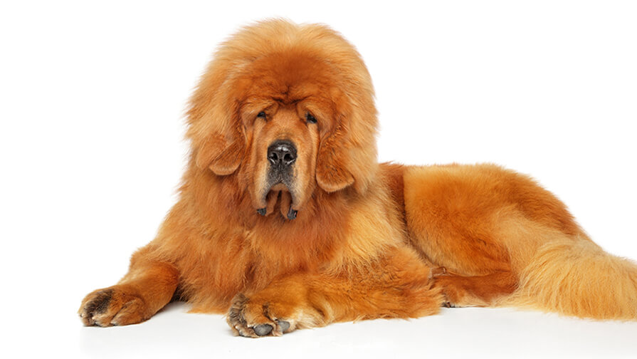 Tibetan Mastiff Desktop
