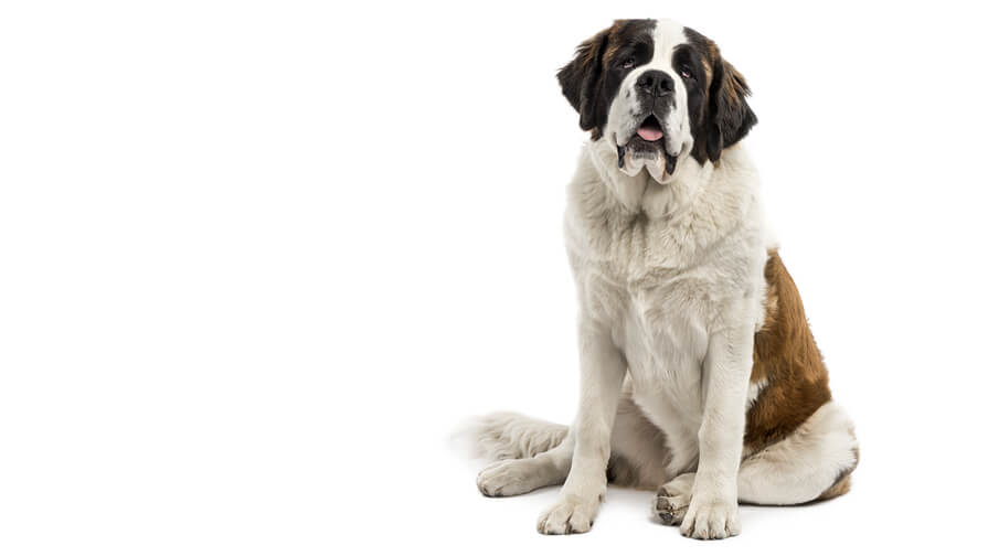 St. Bernard Desktop