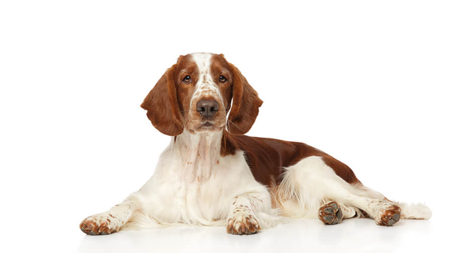 Welsh Springer Spaniel Desktop