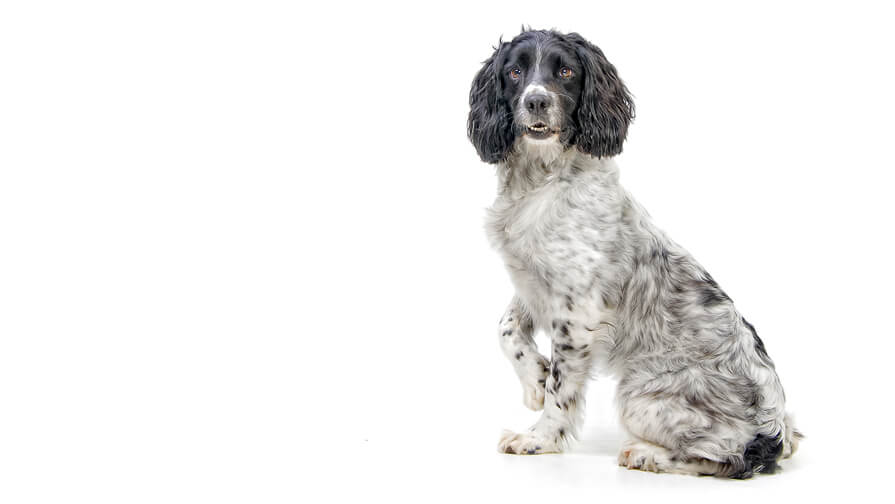 Spaniel (English Springer)