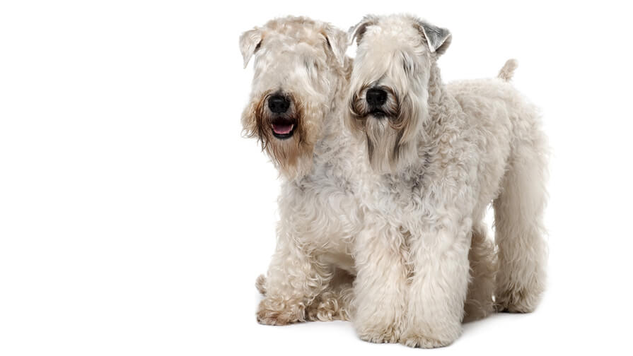 Soft Coated Wheaten Terrier Desktop