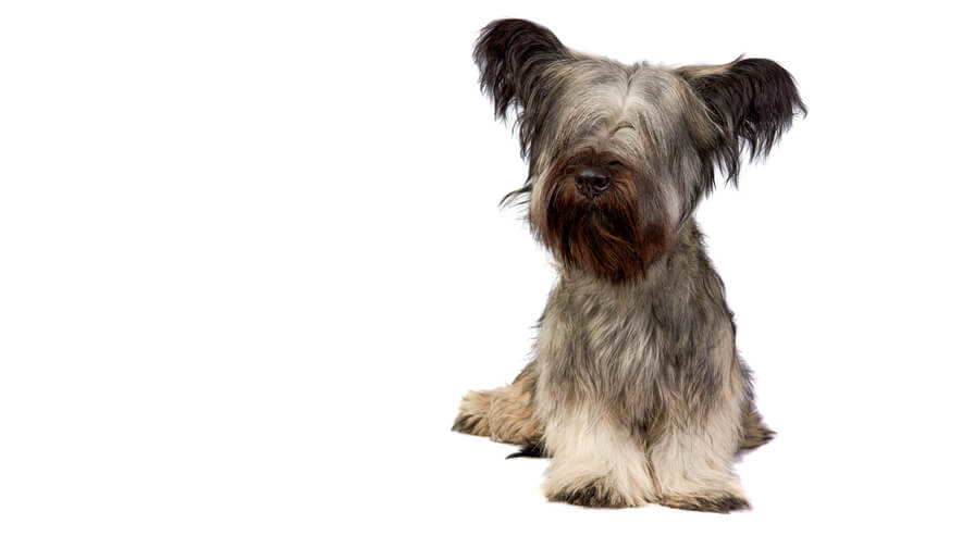Skye Terrier Desktop