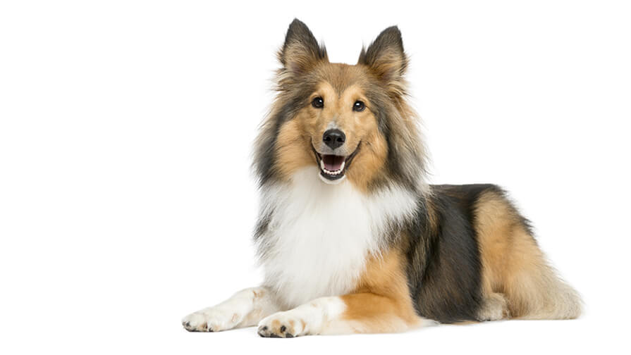 Shetland Sheepdog Desktop