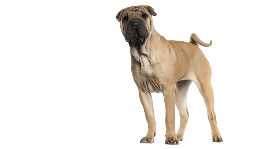 Shar Pei Desktop