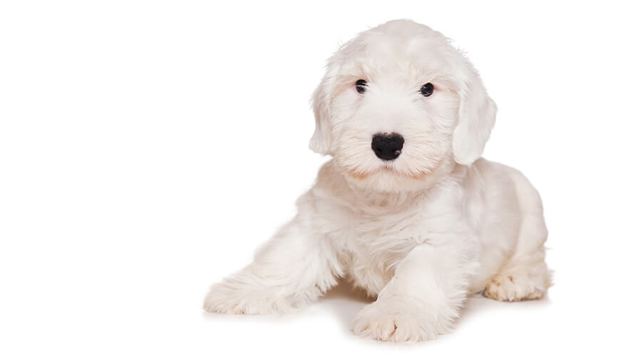 Sealyham Terrier Desktop