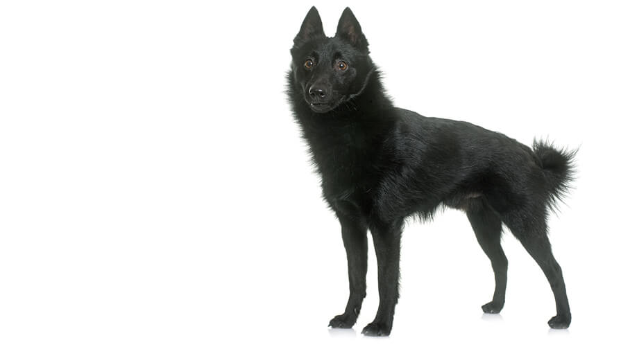 Schipperke Desktop
