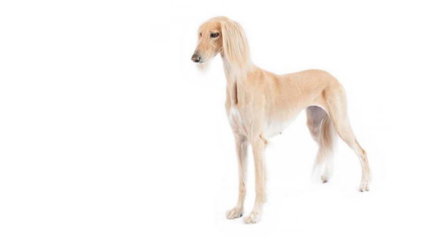 Saluki Desktop
