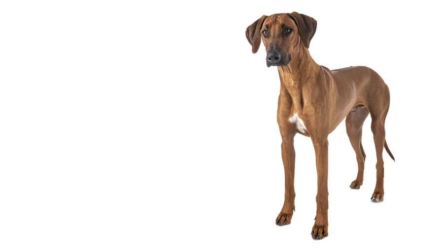 Rhodesian Ridgeback Desktop
