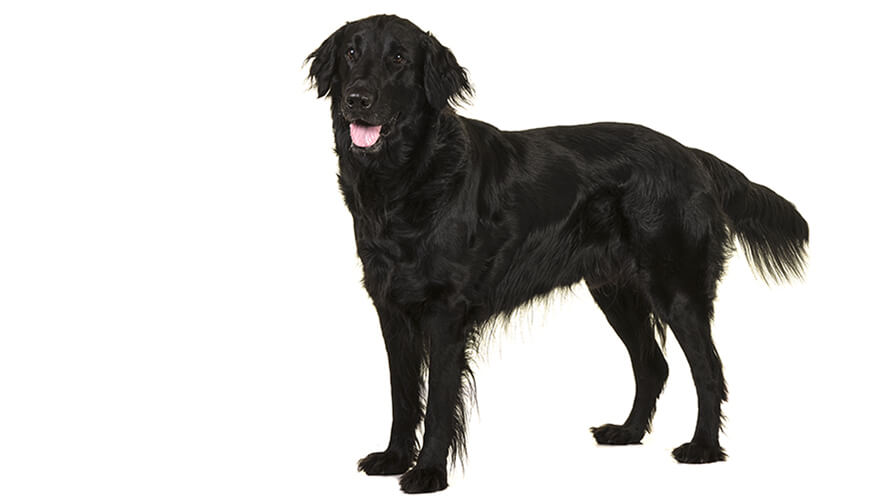 Retriever (Flat Coated)