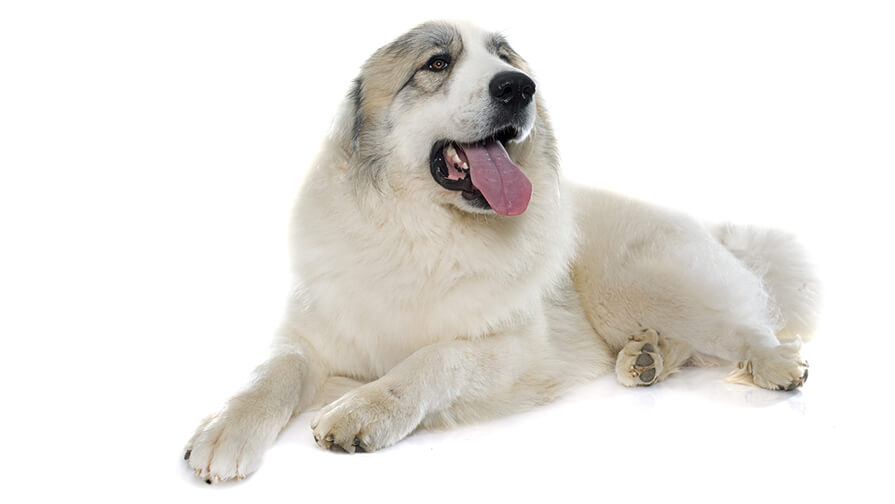 Pyrenean Mountain Dog Desktop