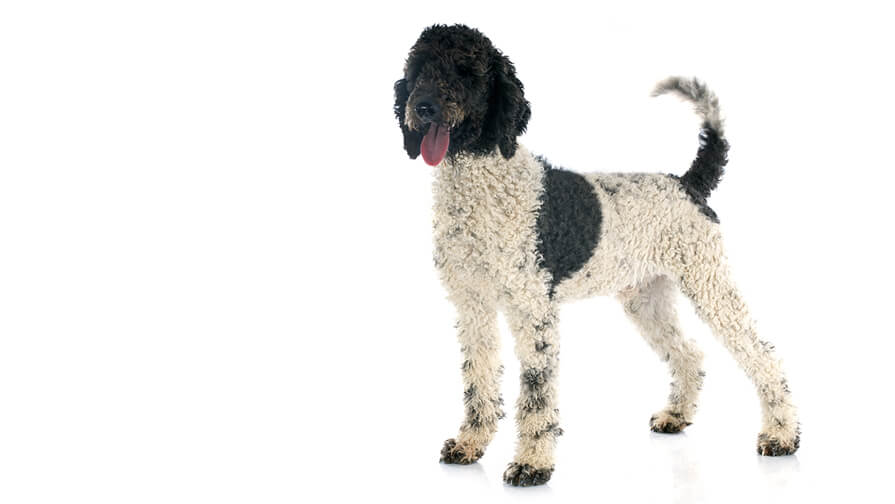Portuguese Water Dog Desktop