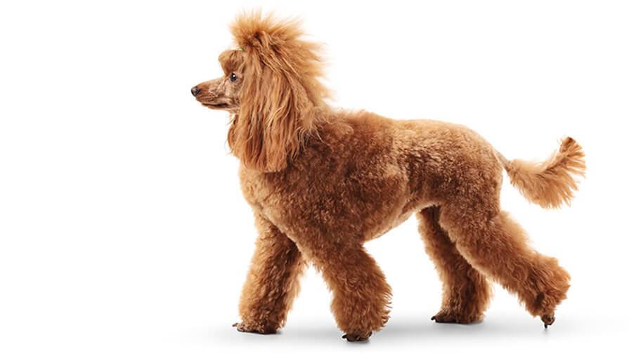 Poodle Standard Desktop