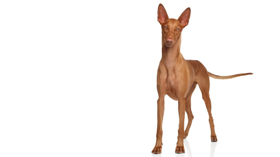Pharaoh Hound Desktop