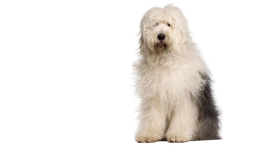 Old English Sheepdog Desktop