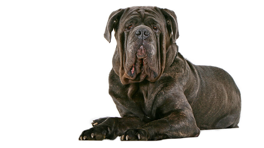 Neapolitan Mastiff Desktop