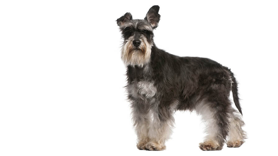 Miniature Schnauzer Desktop