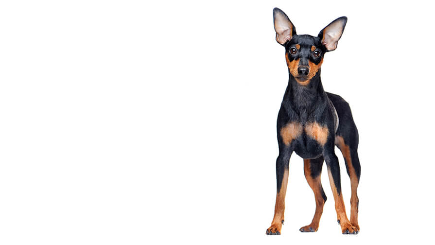 Miniature Pinscher Desktop