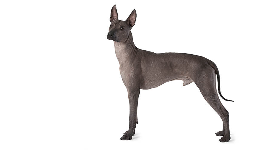 Mexican Hairless Dog Desktop