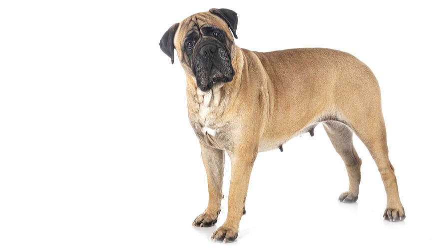 Mastiff Desktop