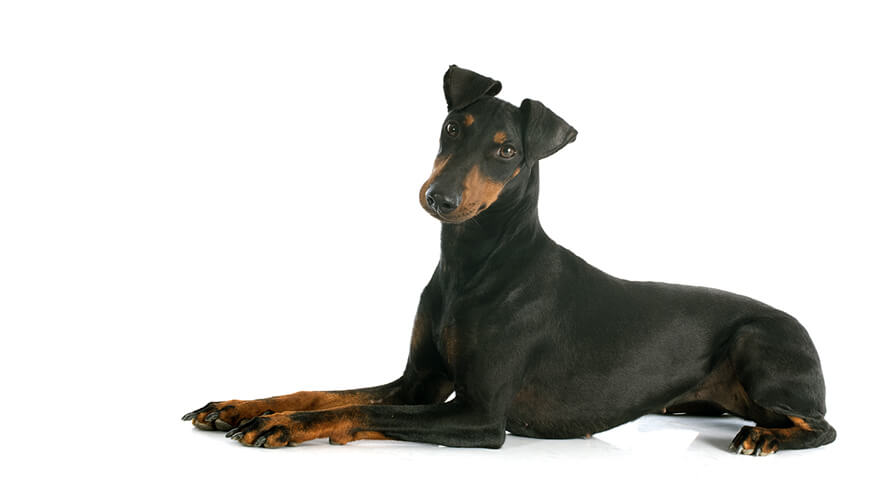 Manchester Terrier Desktop