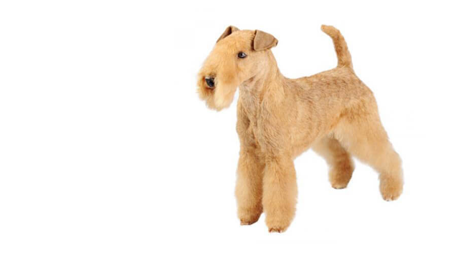 Lakeland Terrier Desktop