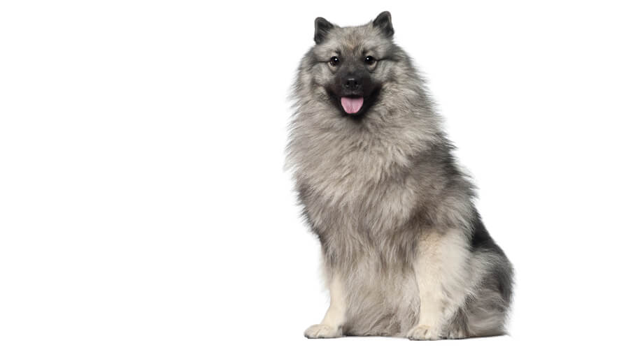 Keeshond Desktop