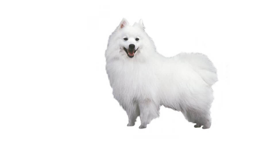 Japanese Spitz Desktop