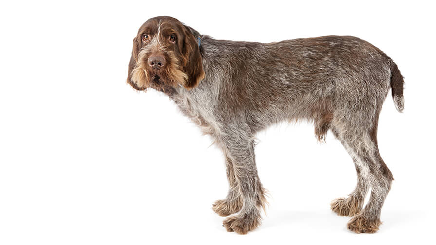 Italian Spinone Desktop