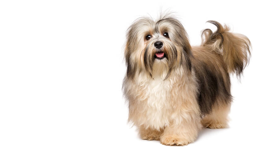 Havanese Desktop