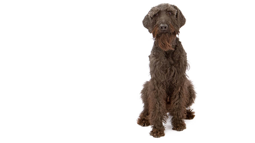 Giant Schnauzer