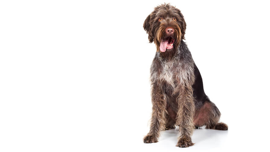 German Wire-Haired Pointer