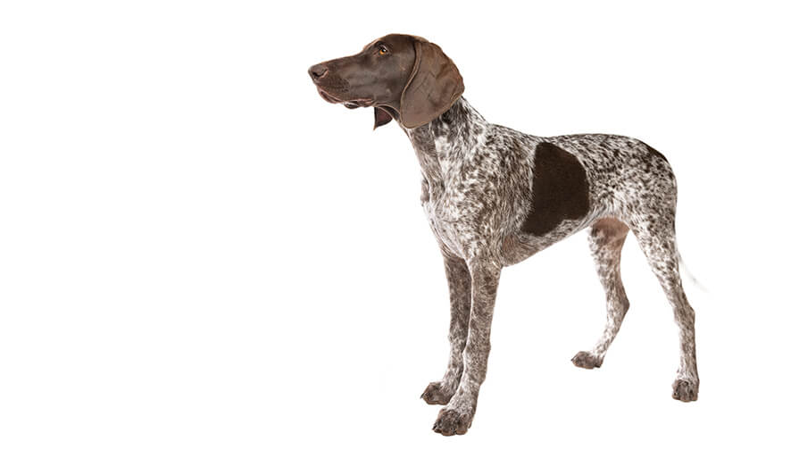 German Short-Haired Pointer