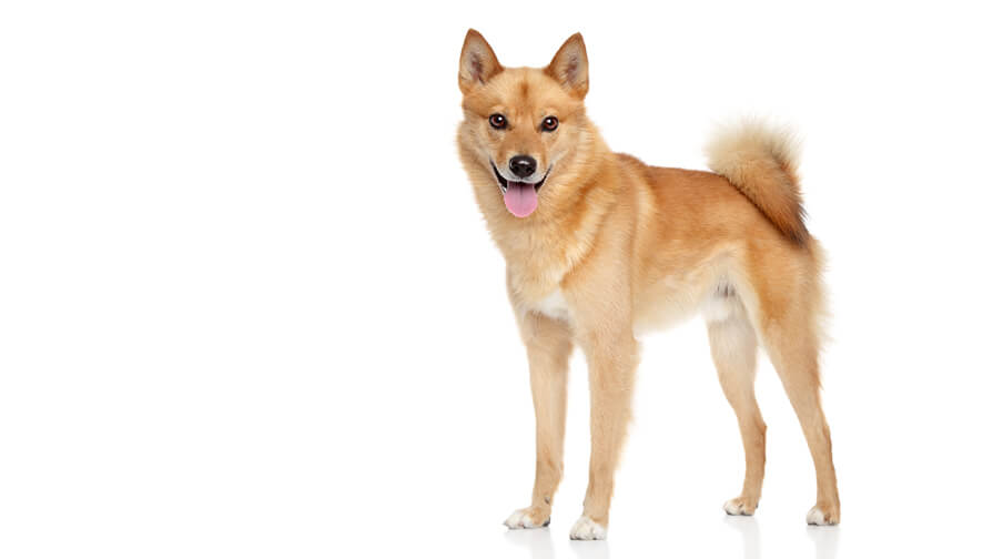 Finnish Spitz
