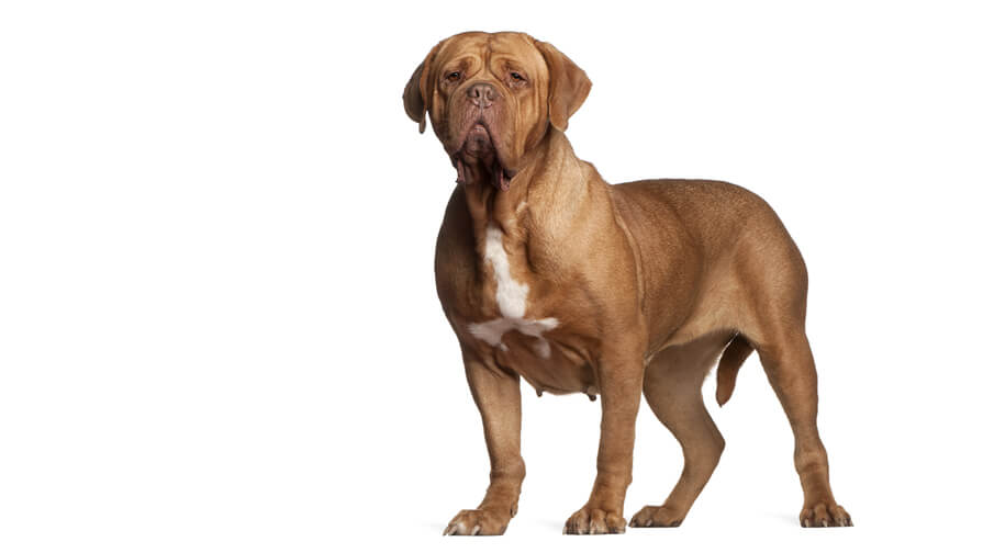 Dogue de Bordeaux