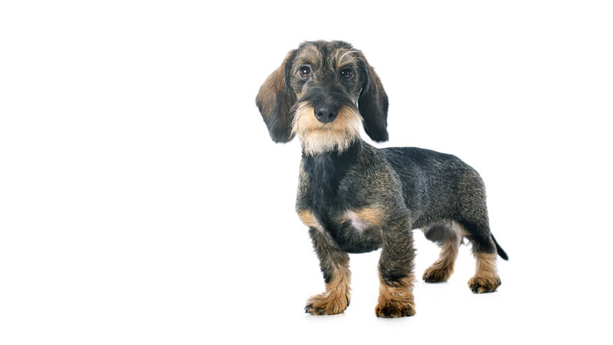 Dachshund (Miniature Wire-Haired)