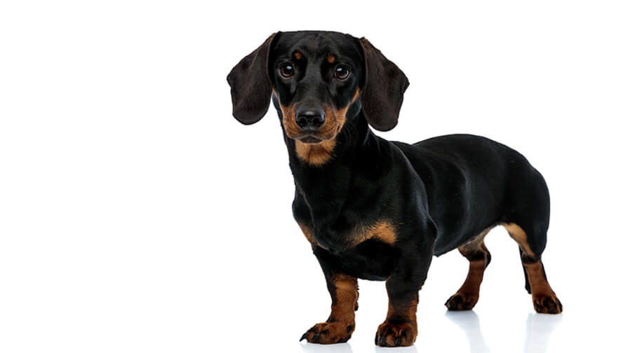 Dachshund (Miniature Smooth-Haired)