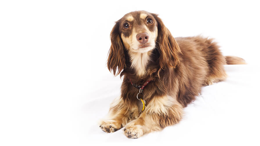 Dachshund (Miniature Long-Haired)