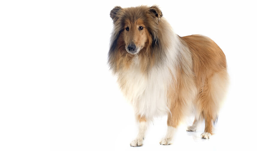Collie (Rough)