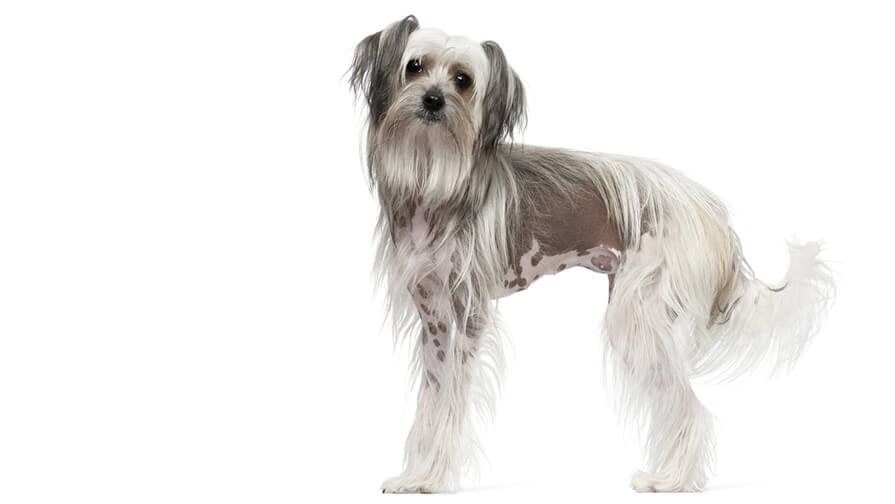 Chinese Crested